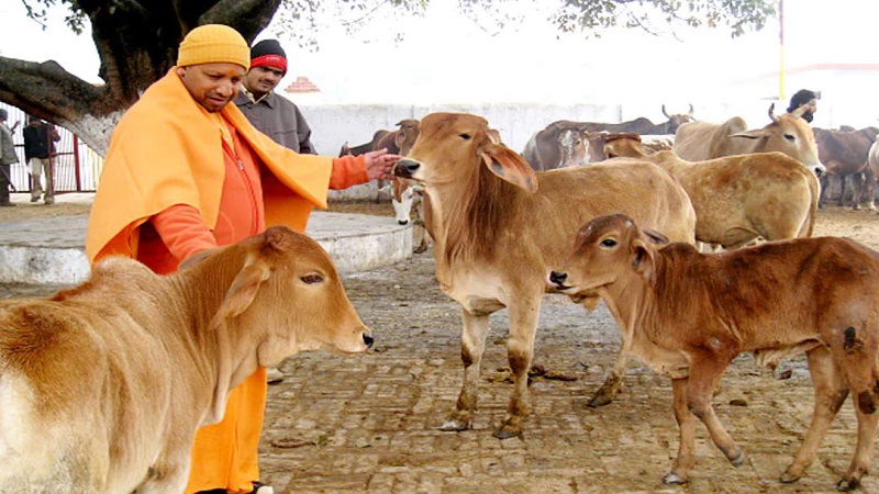 Photo of योगी राज में गोवंश एवं पशुपालन का उन्नयन