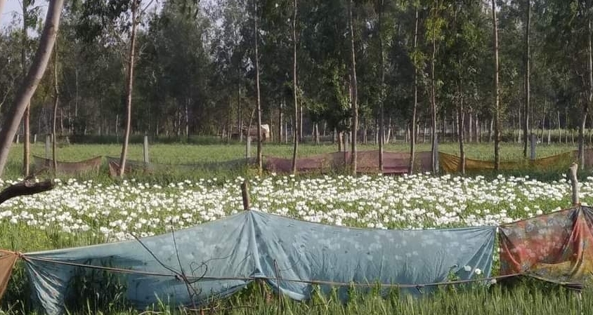 Photo of सफेद फूल में काला ज़हर …