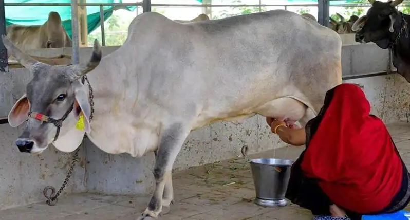 Photo of राजस्थान में अब सरस के मुकाबले में अमूल डेयरी का दूध महंगा।