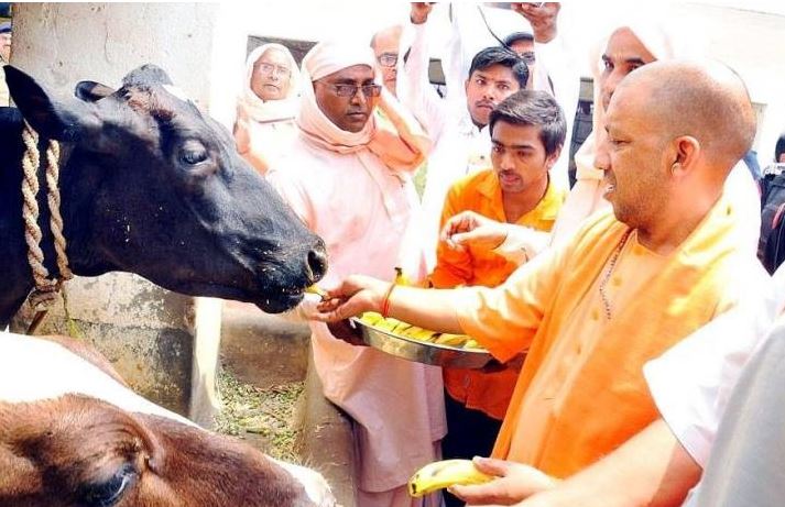 Photo of गाय दिलाएगी रोजगार पर्यावरण भी होगा दमदार