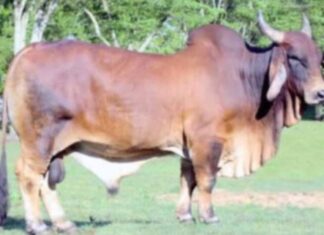 छत्तीसगढ़ी ग्राम्य लोक आस्था और साँहड़ादेव chhattisgarhi rural folk faith and sanhaddev