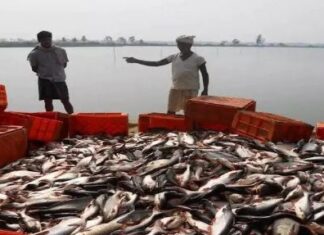 जानें क्या है PMMSY योजना जानें क्या है PMMSY योजना