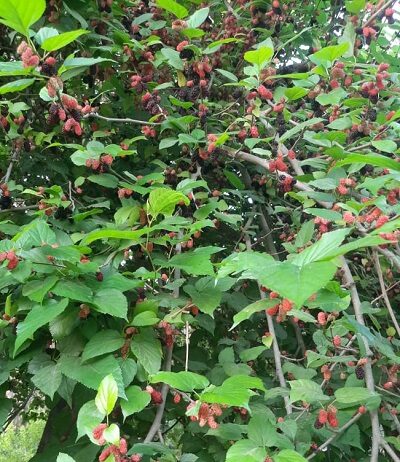 औषधीय गुणों का पेड़ शहतूत औषधीय गुणों का पेड़ शहतूत