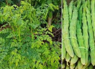 सहजन का कायल हुआ केंद्र सहजन का कायल हुआ केंद्र