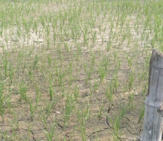 मानसून की बेरुखी से किसान परेशान