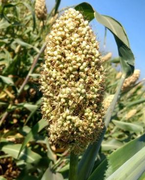 अब ज्वार की भी खरीद न्यूनतम मूल्य समर्थन योजना अब ज्वार की भी खरीद न्यूनतम मूल्य समर्थन योजना