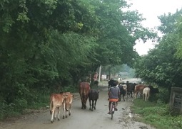 ई-रिक्शा से टकराए सांड एक की मौत तीन घायल