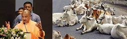 निराश्रित गोवंश का संरक्षण करने के निर्देश निराश्रित गोवंश का संरक्षण करने के निर्देश