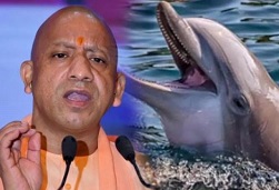 गंगा में आपके साथ खेलेंगी डॉल्फिन गंगा में आपके साथ खेलेंगी डॉल्फिन