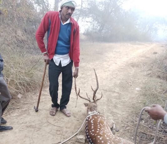 जंगल से भागा हिरन कुत्तों ने उसे नोचा