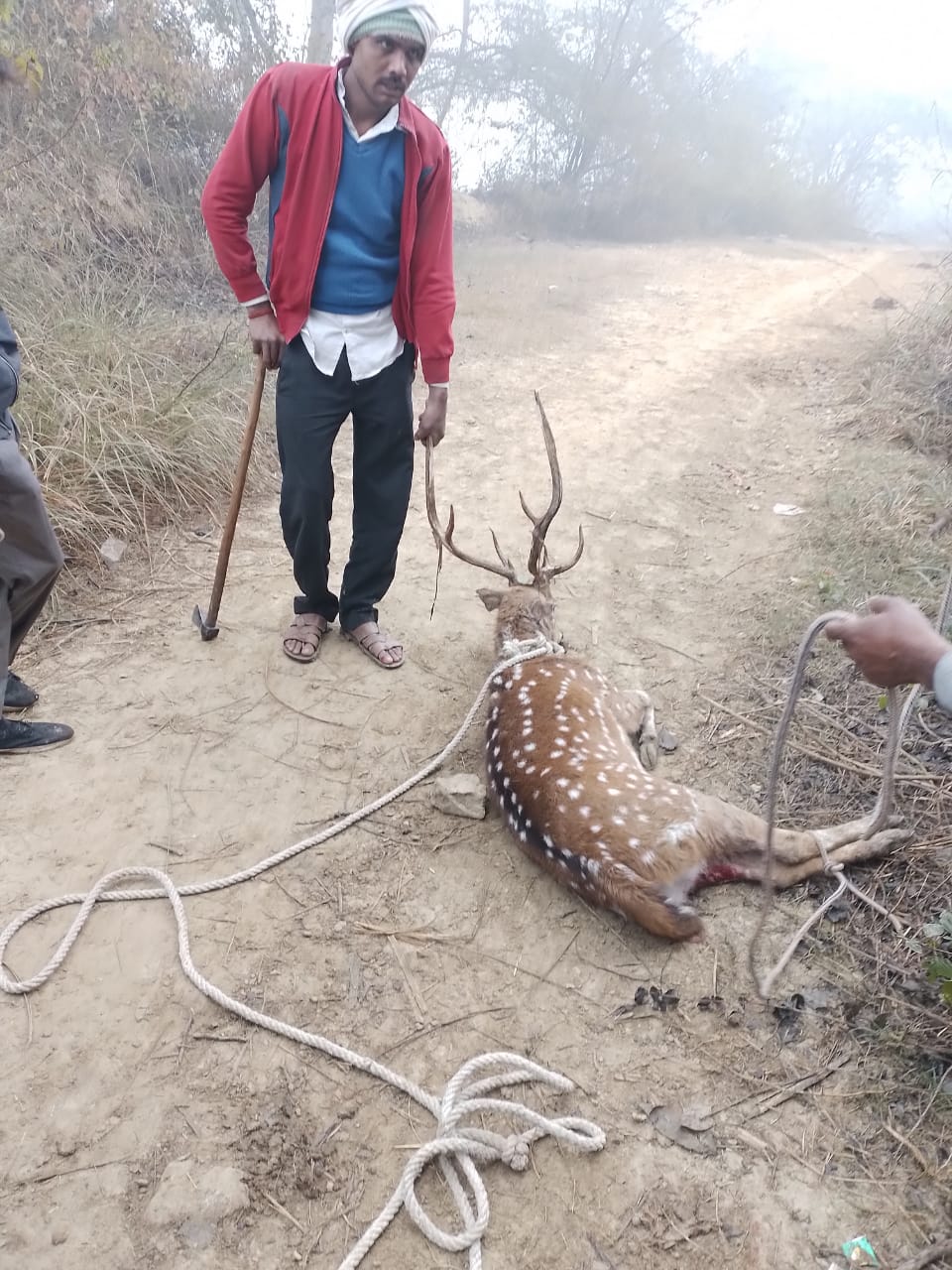 Photo of जंगल से भागा हिरन कुत्तों ने उसे नोचा