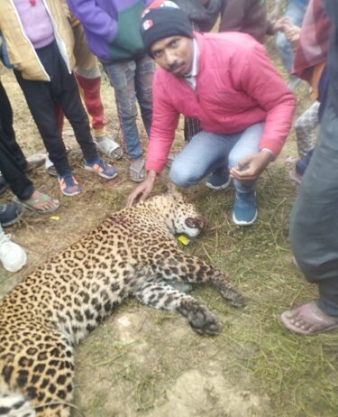 वन विभाग की लापरवाही ने ली तेदुआ की जान वन विभाग की लापरवाही ने ली तेदुआ की जान