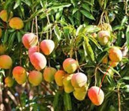 बागवानी से बाग बाग होंगे यूपी के बागवान