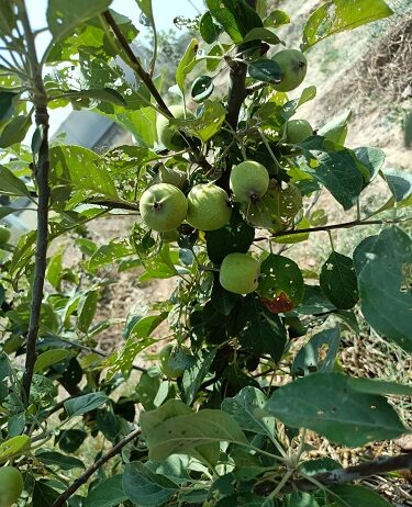 शिमला का सेब अब तराई में शिमला का सेब अब तराई में