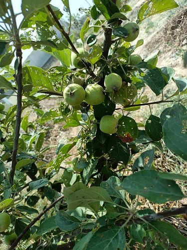शिमला का सेब अब तराई में शिमला का सेब अब तराई में