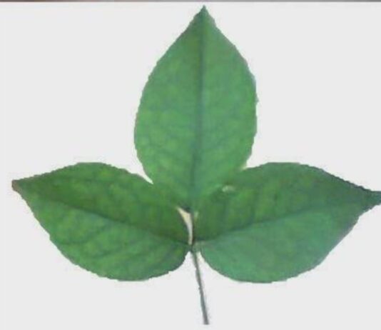 बिल्व पत्र की विशेषता