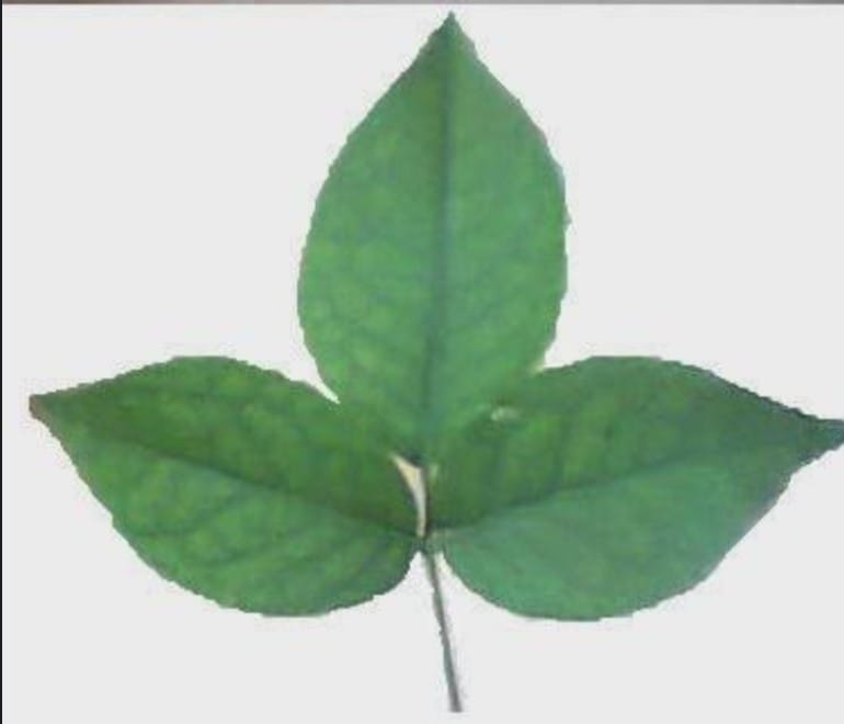 Photo of बिल्व पत्र की विशेषता