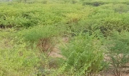 बुंदेलखंड में होगी हरियाली-योगी बुंदेलखंड में होगी हरियाली-योगी