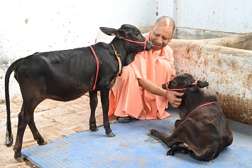 दक्षिण से आए गोवंश को मुख्यमंत्री योगी ने दुलारा