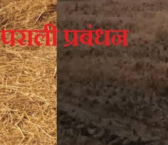 वेस्ट से वेल्थ बन रही पराली