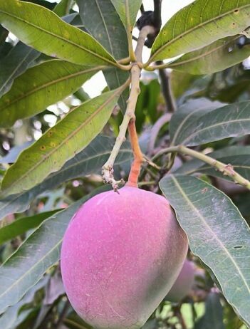 यूपी के बागवानों को और बेहतर मिलेंगे आम के दाम यूपी के बागवानों को और बेहतर मिलेंगे आम के दाम