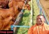 गांवों में चारागाह विकास पर योगी सरकार का फोकस गांवों में चारागाह विकास पर योगी सरकार का फोकस