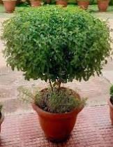 तुलसी है संजीवनी..... तुलसी है संजीवनी.....