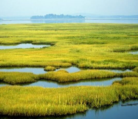 वैटलैंड्स का संरक्षण आज की महत्ती आवश्यकता