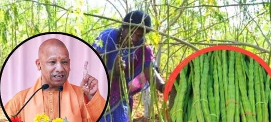 योगी सरकार सहजन के उपयोग से एनीमिया पर करेगी वार योगी सरकार सहजन के उपयोग से एनीमिया पर करेगी वार