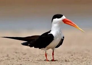 स्किमर पक्षी को बनाया गया बर्ड फेस्टिवल का मैसकट स्किमर पक्षी को बनाया गया बर्ड फेस्टिवल का मैसकट