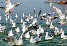 महाकुम्भ प्रदूषण मुक्त पक्षी वैज्ञानिकों ने लगाई मुहर महाकुम्भ प्रदूषण मुक्त पक्षी वैज्ञानिकों ने लगाई मुहर