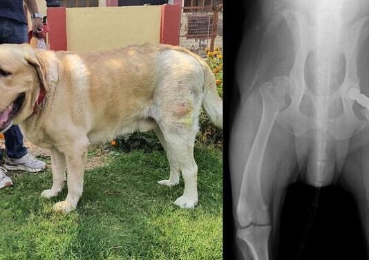 अब स्वदेशी तकनीक से कुत्तों को मिलेगा नया जीवन अब स्वदेशी तकनीक से कुत्तों को मिलेगा नया जीवन