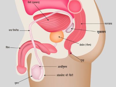 प्रॉस्टेट (पौरुष ग्रन्थि वृद्धि) का बढ़ना प्रॉस्टेट (पौरुष ग्रन्थि वृद्धि) का बढ़ना
