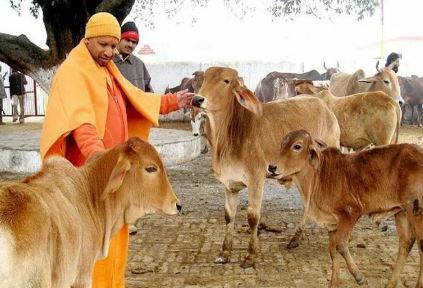 यूपी में अब गोकशी नहीं... यूपी में अब गोकशी नहीं...
