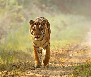 योगी सरकार के नेतृत्व में यूपी में निरंतर बढ़ रहे बाघ