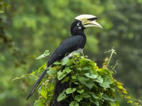 क्लाइमेट चेंज से संकट: उष्णकटिबंधीय क्षेत्रों में 38% पक्षी गायब