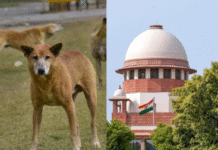 सुप्रीम कोर्ट आवारा कुत्तों पर चिंतित सुप्रीम कोर्ट आवारा कुत्तों पर चिंतित