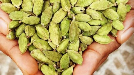 छोटी-सी इलायची में बड़ी-बड़ी बीमारियों का इलाज! छोटी-सी इलायची में बड़ी-बड़ी बीमारियों का इलाज!