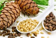 स्वाद,सेहत और पोषण का अनोखा संगम है चिलगोजा स्वाद,सेहत और पोषण का अनोखा संगम है चिलगोजा