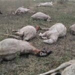 राष्ट्र प्रेरणा स्थल के पास बड़ा हादसा कटघरे में प्रशासन राष्ट्र प्रेरणा स्थल के पास बड़ा हादसा कटघरे में प्रशासन