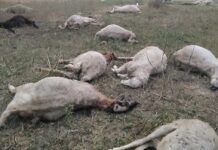 राष्ट्र प्रेरणा स्थल के पास बड़ा हादसा कटघरे में प्रशासन राष्ट्र प्रेरणा स्थल के पास बड़ा हादसा कटघरे में प्रशासन