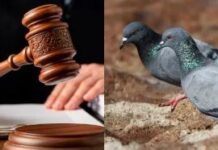 कबूतरों को दाना डालना: आस्था या सार्वजनिक स्वास्थ्य से खिलवाड़? कबूतरों को दाना डालना: आस्था या सार्वजनिक स्वास्थ्य से खिलवाड़?