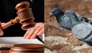 कबूतरों को दाना डालना: आस्था या सार्वजनिक स्वास्थ्य से खिलवाड़? कबूतरों को दाना डालना: आस्था या सार्वजनिक स्वास्थ्य से खिलवाड़?