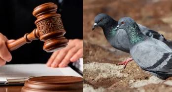 कबूतरों को दाना डालना: आस्था या सार्वजनिक स्वास्थ्य से खिलवाड़?