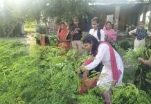 मोरिंगा से आत्मनिर्भर बन रहीं यूपी की बेटियां मोरिंगा से आत्मनिर्भर बन रहीं यूपी की बेटियां