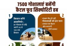 7500 गोशालाएं बनेंगी कैटल फूड सिक्योरिटी हब 7500 गोशालाएं बनेंगी कैटल फूड सिक्योरिटी हब