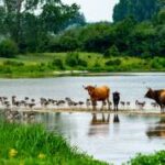 जैव विविधता और करुणा: पशुओं के प्रति हमारी जिम्मेदारी जैव विविधता और करुणा: पशुओं के प्रति हमारी जिम्मेदारी