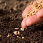 नकली बीजों पर लगेगी नकेल नकली बीजों पर लगेगी नकेल