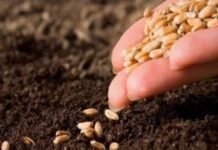 नकली बीजों पर लगेगी नकेल नकली बीजों पर लगेगी नकेल