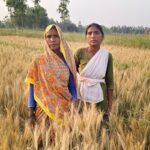 रंजिश में बर्बाद की फसल! दबंगों पर जहर डालने का आरोप रंजिश में बर्बाद की फसल! दबंगों पर जहर डालने का आरोप